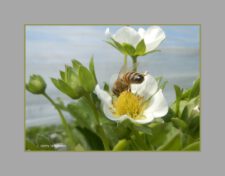 Honingbij op bloem aardbeienplant