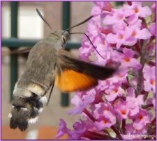 Kolibrievlinder, fam Sphingidae