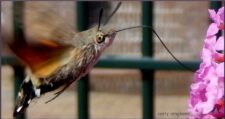 Kolibrievlinder, fam. Sphingidae, pijlstaarten