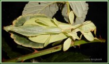 Wandelend blad, fam.Phylliidae