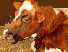Autentieke Friese roodbonte koe