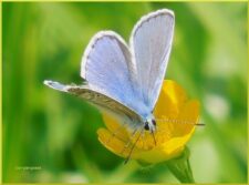 Bleekblauwtje op een boterbloem.