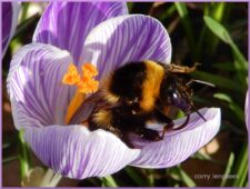 Reuze hommel in paarse Crocus