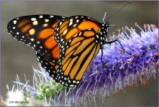 Monarchvlinder