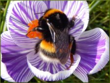 Hommel