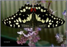 Tropische vlinder